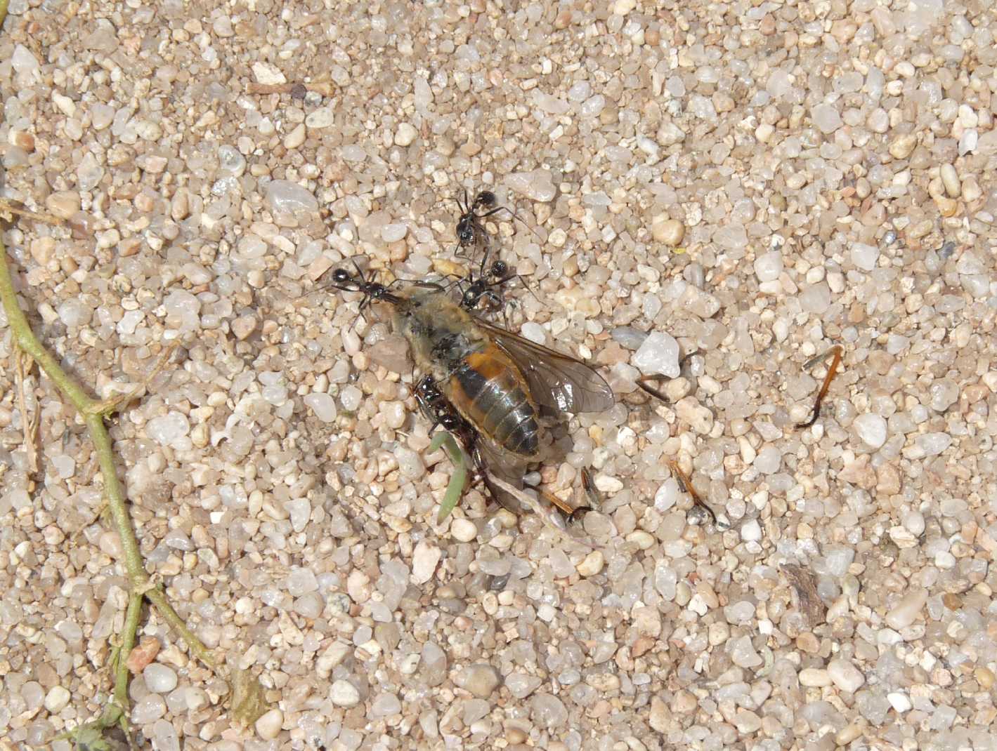 Prede portate nella tana; Bembix rostrata ♀